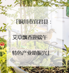 铜川市宜君县：艾草飘香迎端午 特色产业助振兴